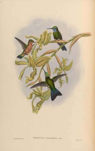 Lampornis calolaemus - John Gould